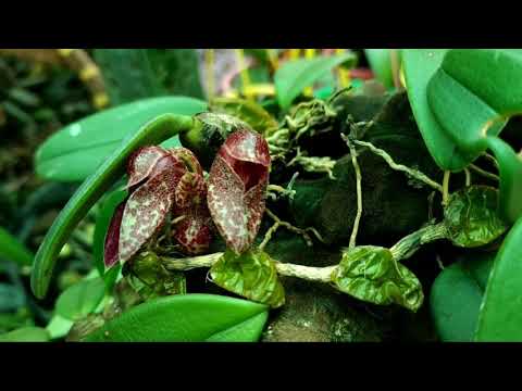 Lọng hài -lọng giầy - Bulbophyllum frostii. - vườn lan Duy Dương 0914.336.889