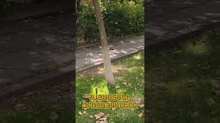 Այգիներում Վազող Աշխույժ Սկյուռիկները