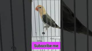 Euwing Parblue , Beautiful Parrots,