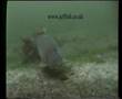 carp feeding underwater