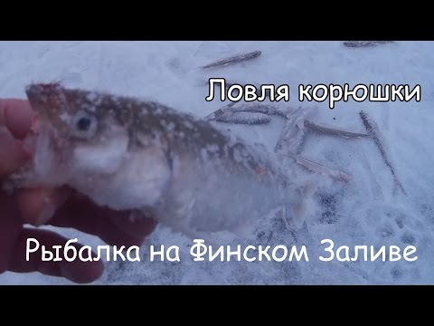 корюшка финский залив рыбалка 2016 корюшка корюшка финский залив рыбалка 2016 корюшка