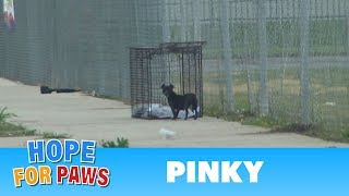 It's so sad when homeless dogs are too scared to trust humans. Luckily, they trust cheeseburgers!