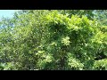 Crayfish Creek July 2014 Crayfish Creek July 2014