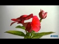 Egy perc,... virág (ATI FILM-Full HD)
