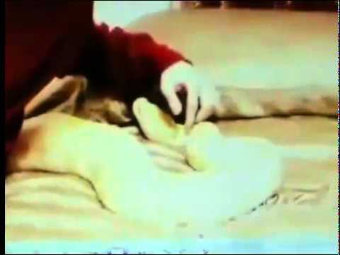 Kittensyoutube on Sadistic Serial Kitten Killer Feeds Kitten To Python Snake Christmas