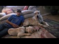 How to train a shed dog. Part 1