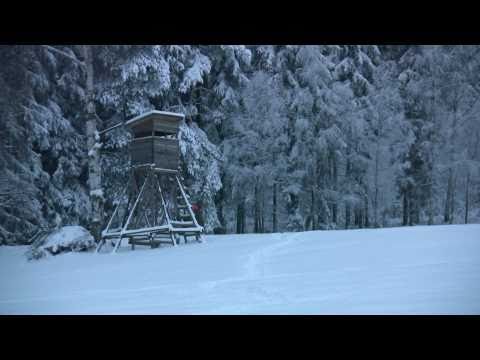 Anglický pointer - 6 měsíců