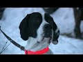 Anglický pointer - 6 měsíců