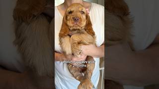 Watch Penny Grow 2-6 Months