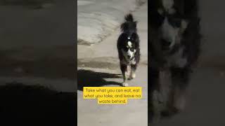 Feeding A Furry Friend Girls Selfless Act Of Kindness