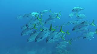 Jimjam Dive - French Cap Jacks