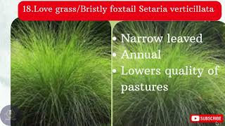 Weeds And Weed Control Ppt