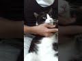 image Malaysia Gwiyomi Bobo Kiyomi Malay Cat Version Versi Kucing Melayu