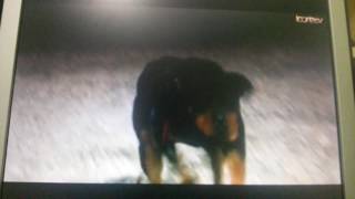 Köpekler Kordonu Parçalıyor