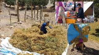 Hard Life Of Nomads Collecting Agricultural Products For Threshing From Tractor