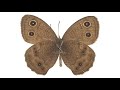 Papillon By Union Jack. Platipus Records 2009