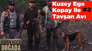 Kuzey Ege Kopay Ile Tavşan Avı 2 Ilhan Hoca Doğada Yaban Tv