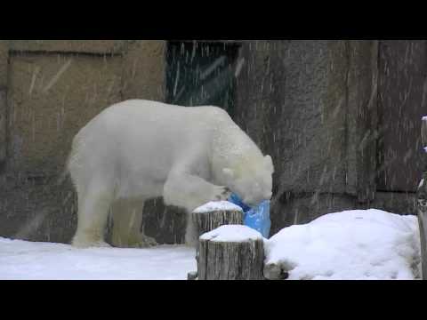 ホッキョクグマ ピリカの雪まつり~Polar Bear's Snow Festival