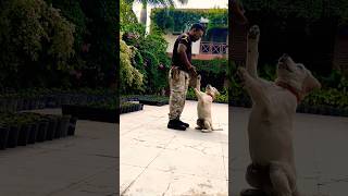 Labrador Retriever Puppy Training