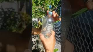 How To Refill Fruit Fly Trap Using Methyl Euginol