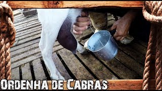 Ordenha De Leite De Cabra