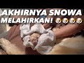 KELAHIRAN ANAK-ANAK SNOWA SNOWEE! YANG DITUNGGU2!