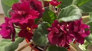 Koku Curuyen Benovse Gulunu Nece Xilas Etmek Olar?.