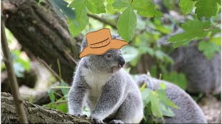 Animal Facts: Koala