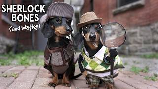 Ep 11: Sherlock Bones & Watley - Cute Dog Detectives Video!