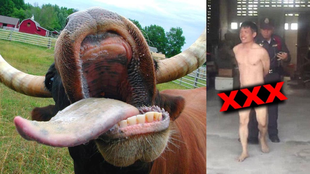 Секс Трахают Корову