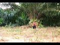 Ayam Hutam Pikat King images Ayam Hutam Pikat King