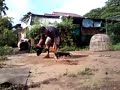 ไก่ใต้