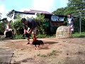 ไก่ใต้