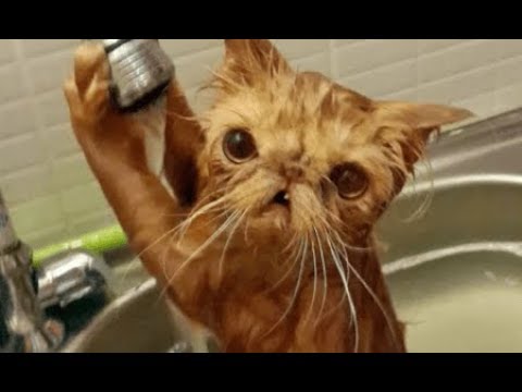 Funny ANIMALS and FAILS COMPILATION - Let's LAUGH together!