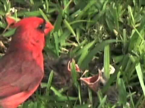 Jagjanani Pahadon Wali - 0016