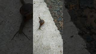 Snail Caught During Morning Walk