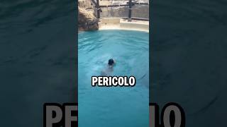 La Piscina Più Pericolosa Al Mondo 1.80X