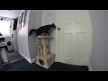 Dexter and Gizmo escaping the kitchen (skip to 1:40)