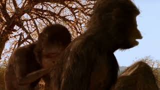 Walking With Beasts Previous Episode Of With An Alternative Ending