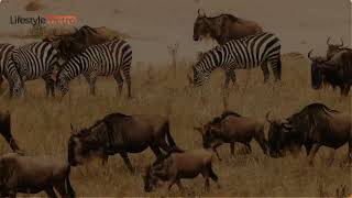 30 Best Places To Visit In Kenya - Travel Video And Guide