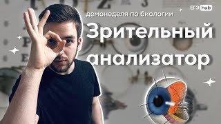 Строение Глаза | Зрительный Анализатор |  Егэ 2024