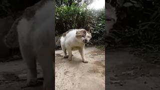 What Happens When A Cat Wears A Gopro