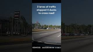 3 Lanes Of Traffic Stopped For Ducks Crossing