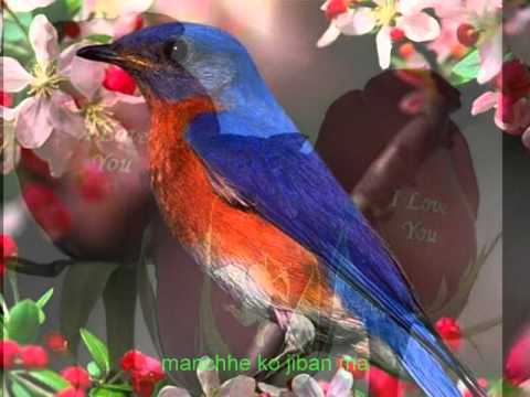 baigunile chhade pachhi by Rajesh Payal Rai