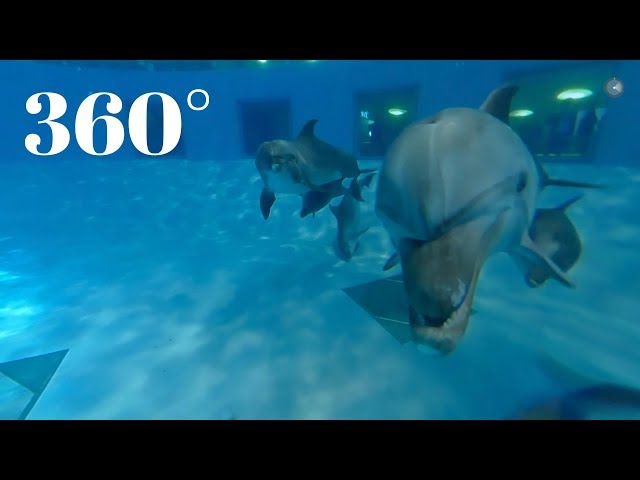 Watch Delfinariumas ir delfinai (360 video) | Lietuvos jūrų muziejus on YouTube.