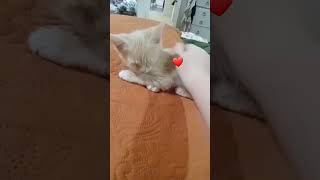 Omg I Maight Start Making Alot Of Vids Witg My Kittyyy