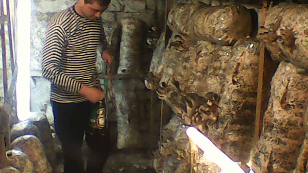 Как поливать вёшенки Как поливать вёшенки
