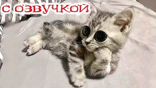 Приколы С Котами! Самая Смешная Озвучка Животных! Смешные Кошки И Собаки!