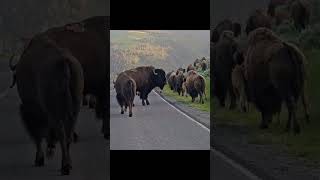 Bison Herd Roadblock