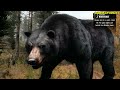 Cabela's Big Game Hunter Pro Hunts Playthrough: Part 17 -  Bens Den - Hunting Bear With A Shotgun!